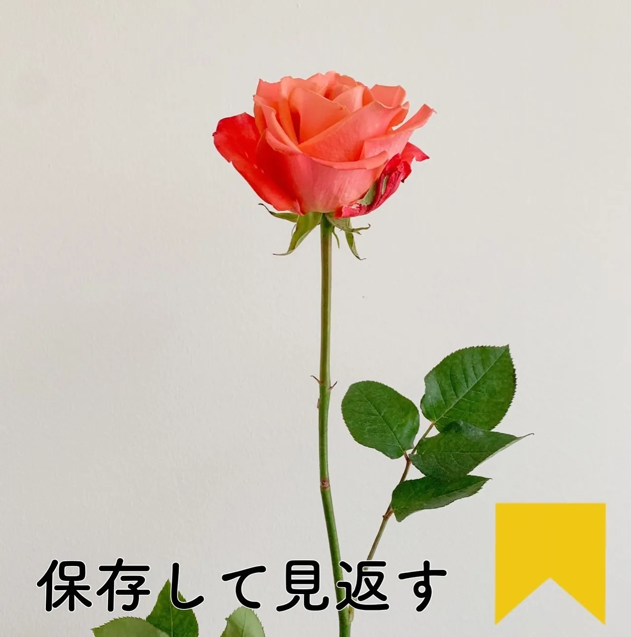 シーシャフレーバー『ローズ』の紹介です🦋🌹